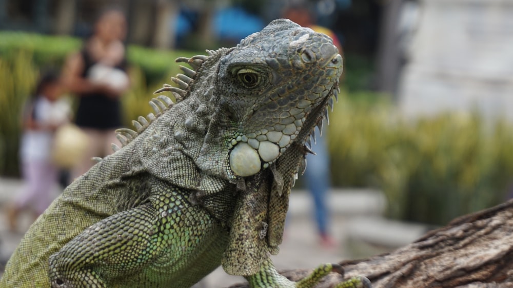 Iguana verde y marrón sobre roca gris