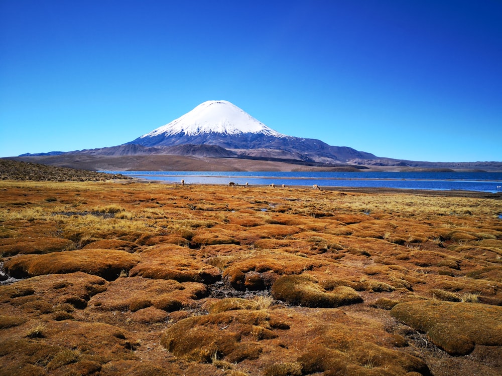 brown field near snow covered mountain under blue sky during daytime