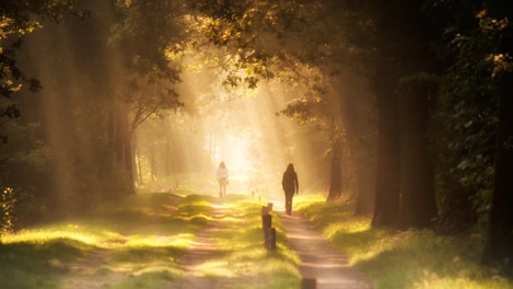 person standing on pathway between trees during daytime