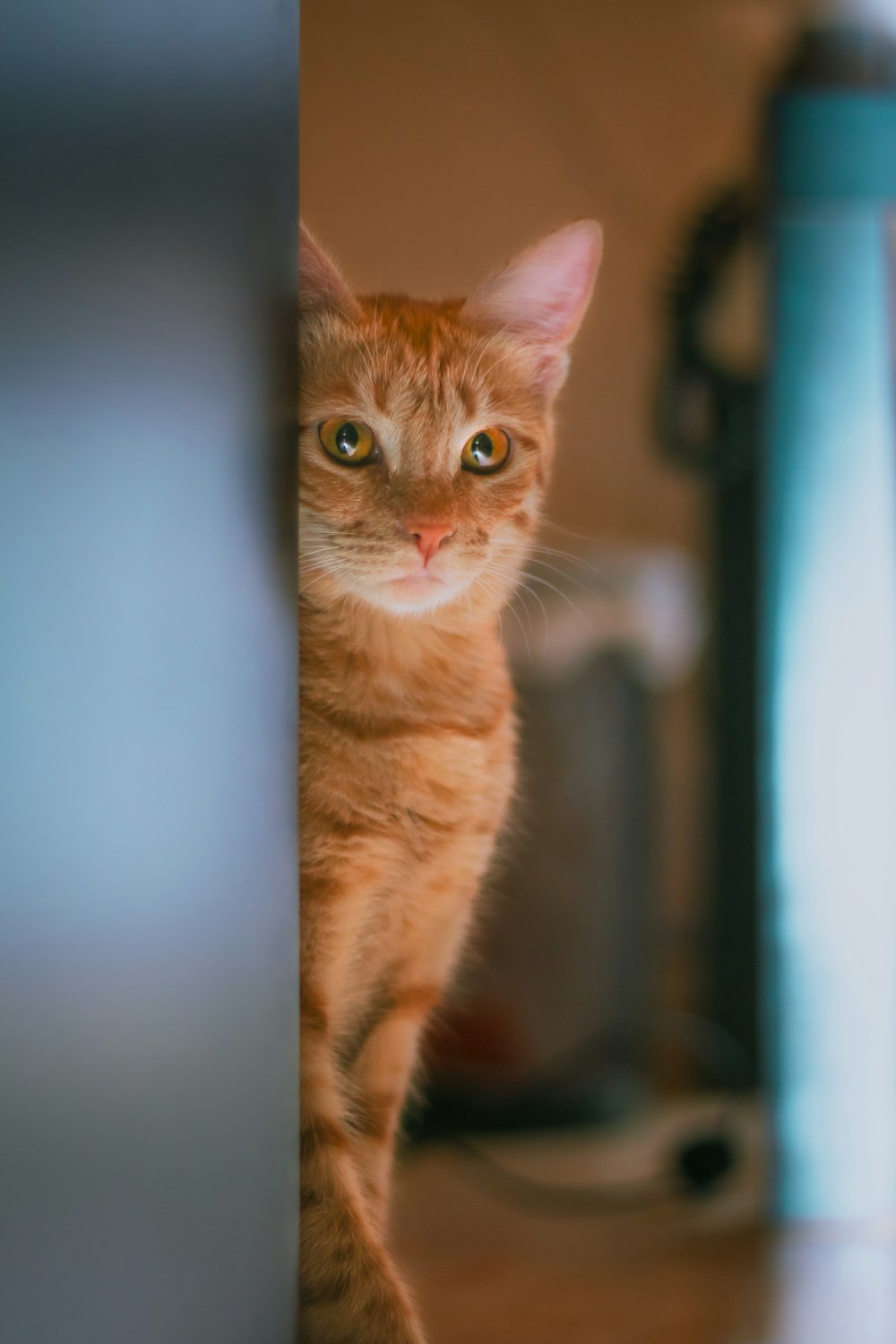 orange tabby cat in blue room