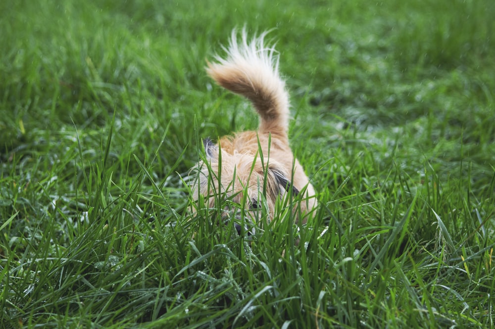 brown short coated small sized dog on green grass field during daytime