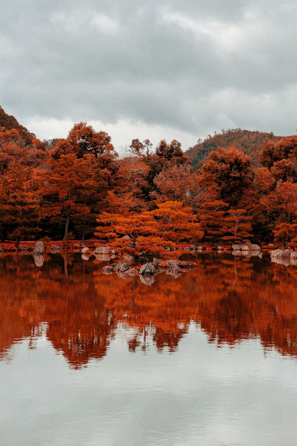 brown trees beside body of water during daytime