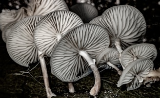 white mushrooms on brown dried leaves