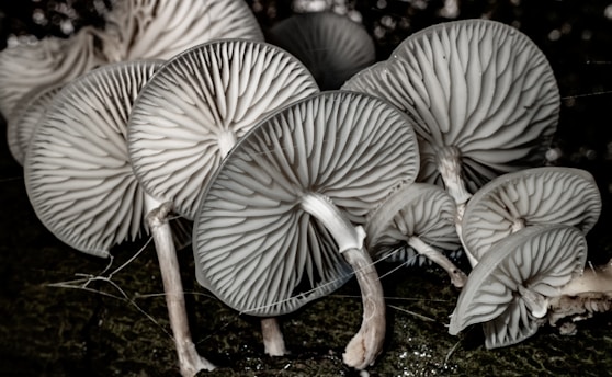 white mushrooms on brown dried leaves