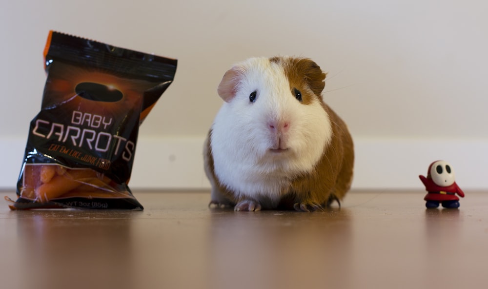 brown and white guinea pig