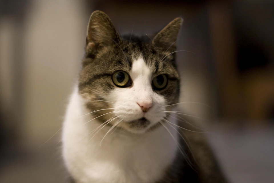 Brown and white cat sits on wooden floor with open eyes facing camera directly