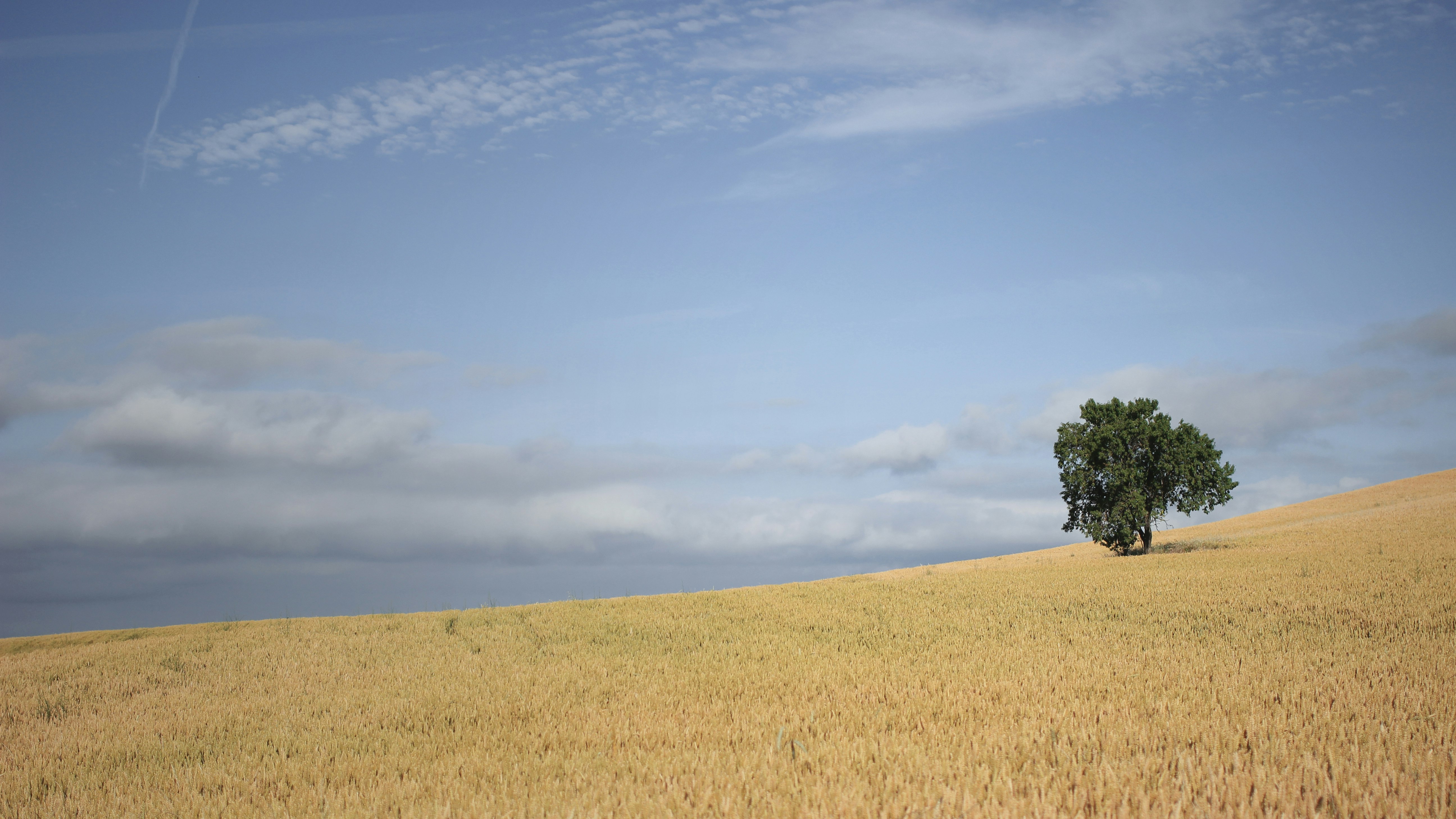 green tree on brown field under blue sky during daytime