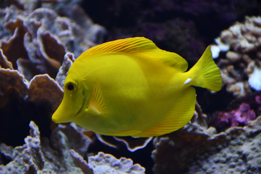 yellow fish in fish tank