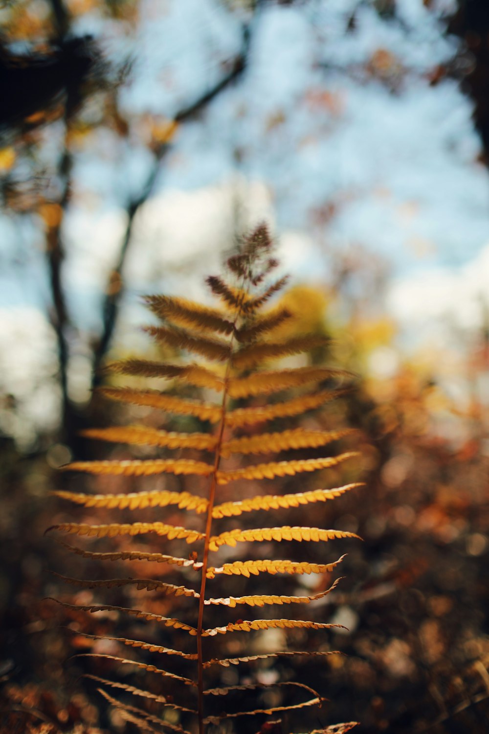 brown leaf in tilt shift lens