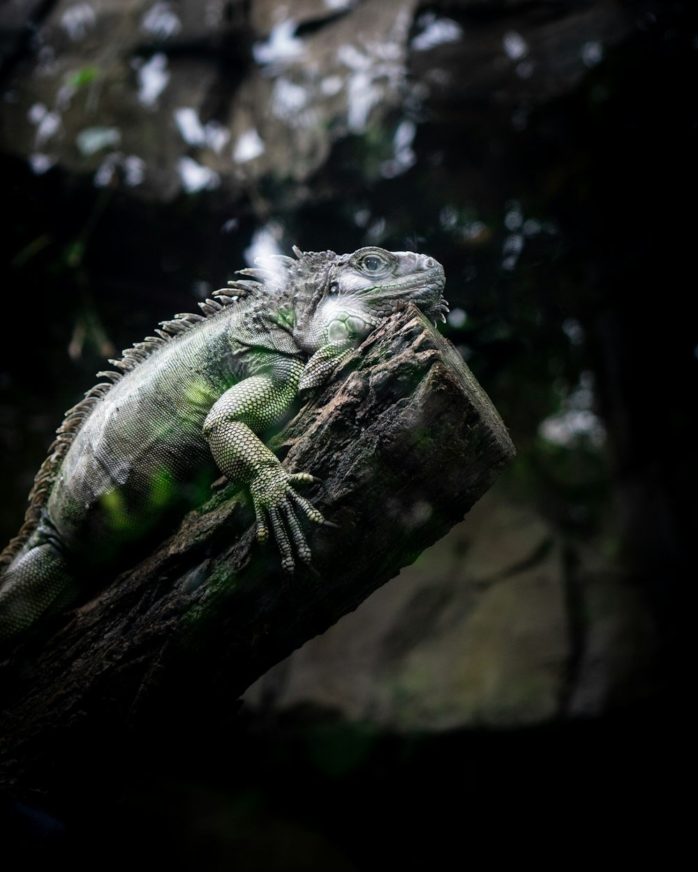 green and white iguana on brown wood