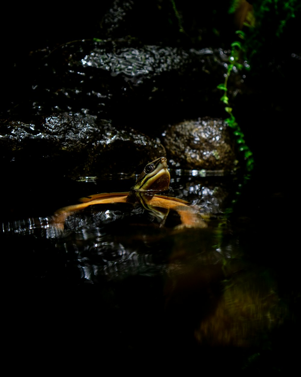 brown frog on body of water