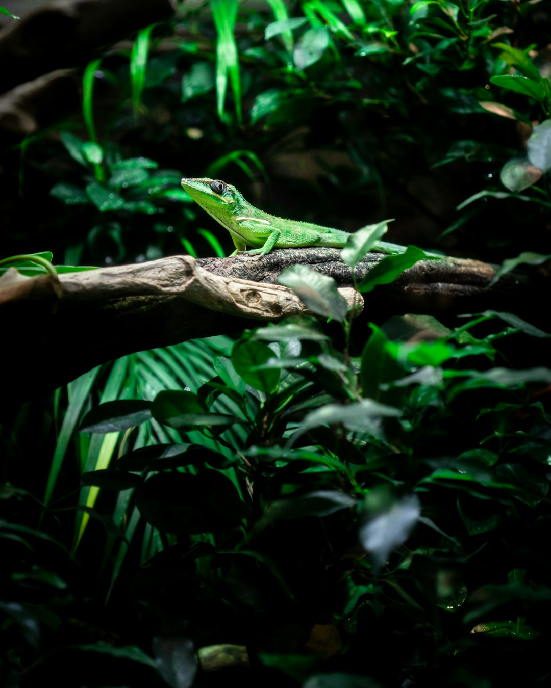 green lizard on brown tree branch