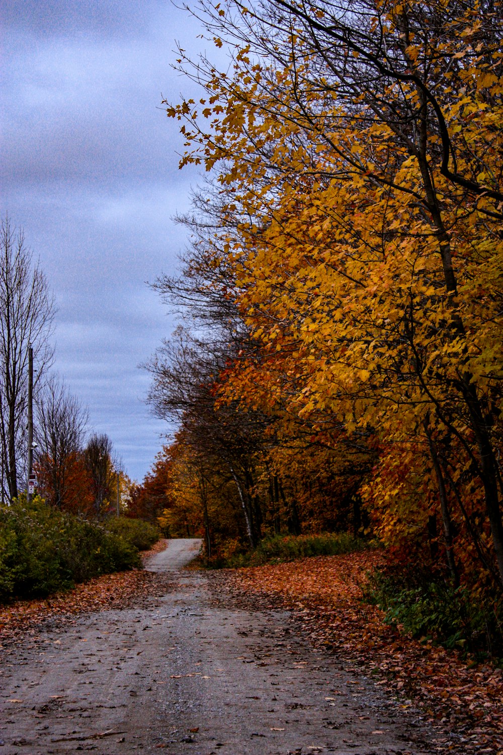 brown and green trees under white clouds during daytime