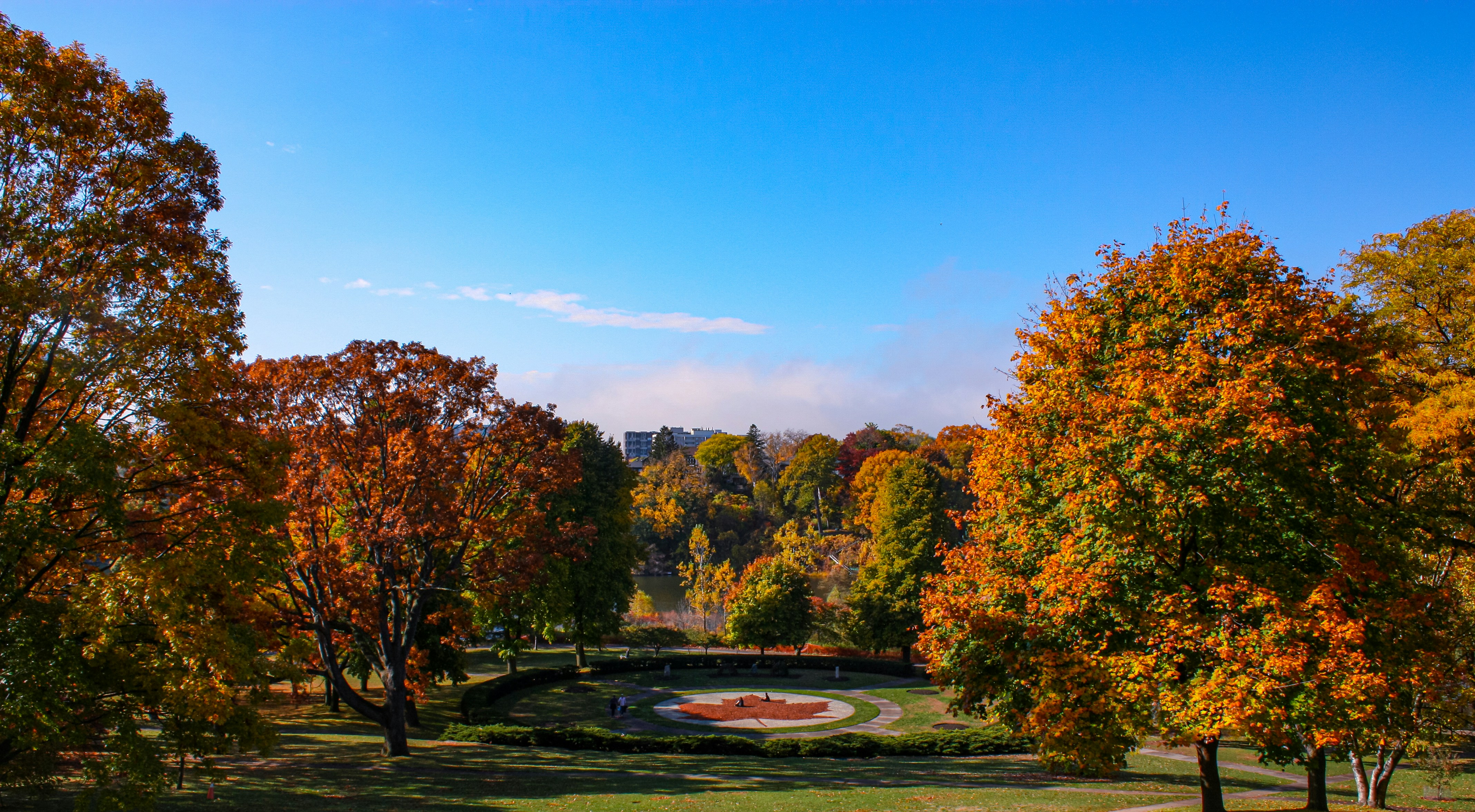green trees under blue sky during daytime
