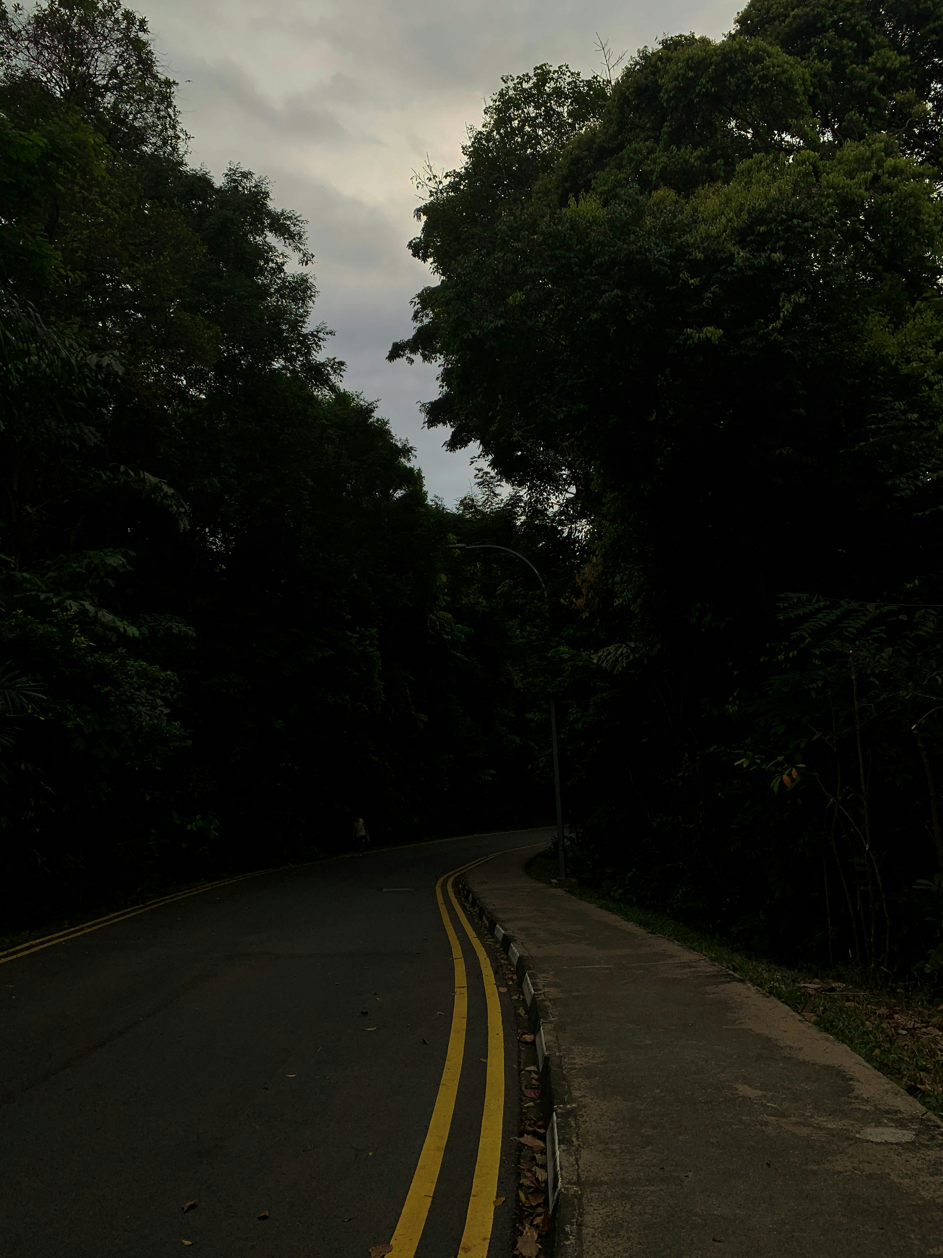 gray concrete road between green trees under white sky during daytime