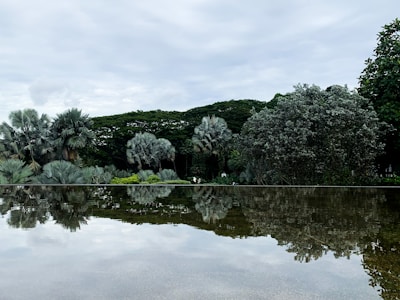 A calming nature scene with greenery.