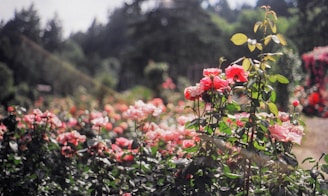 a field full of red and pink flowers