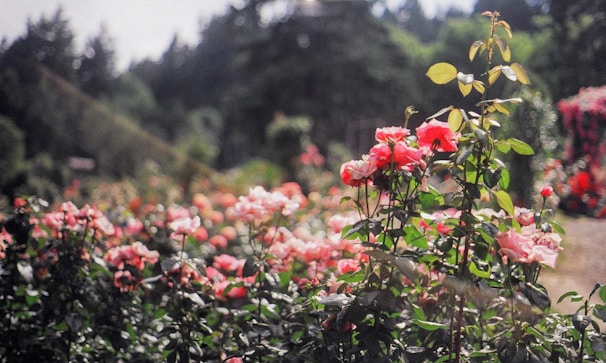 a field full of red and pink flowers