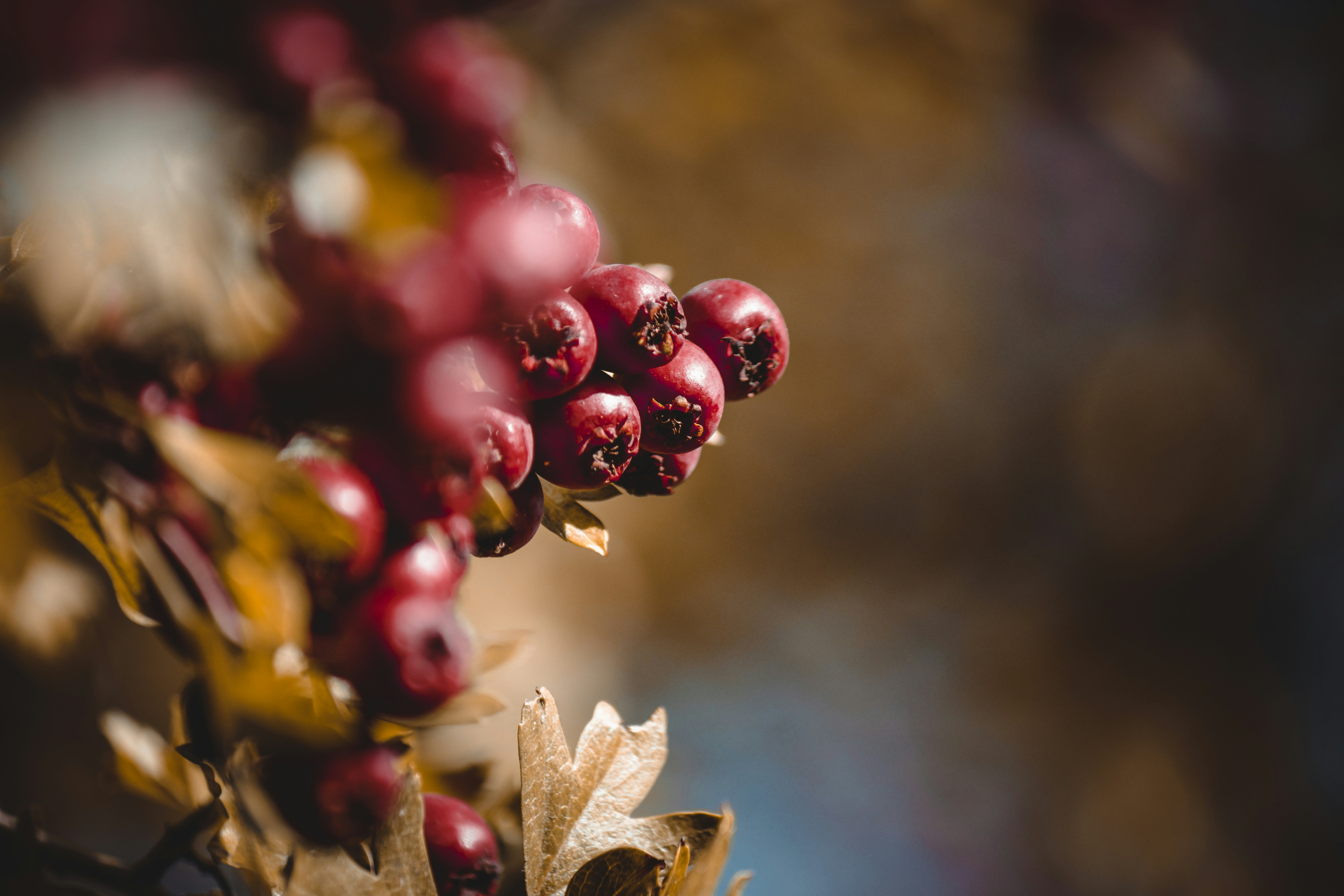 Photo by elisamoldovan