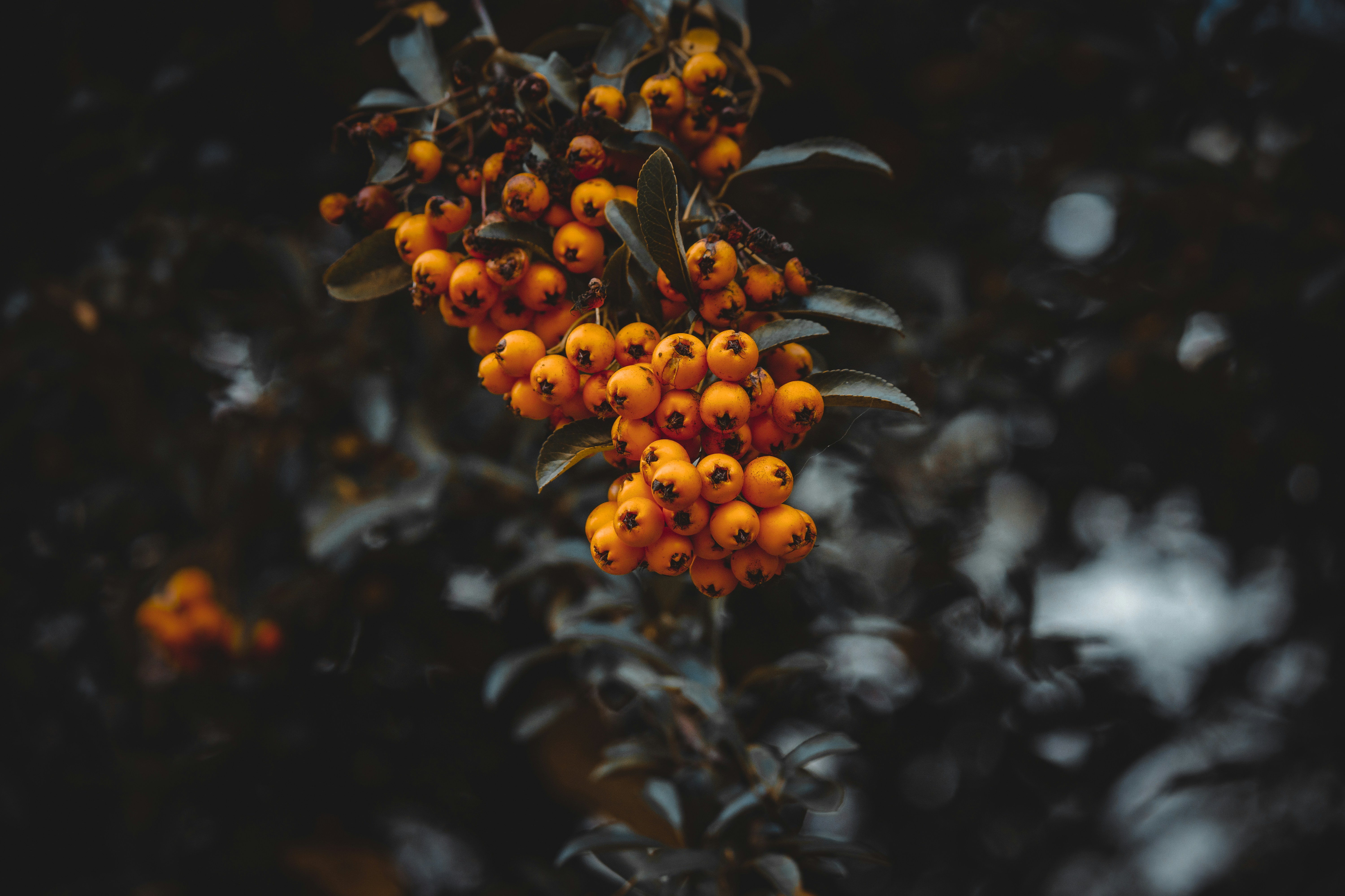 Photo by elisamoldovan