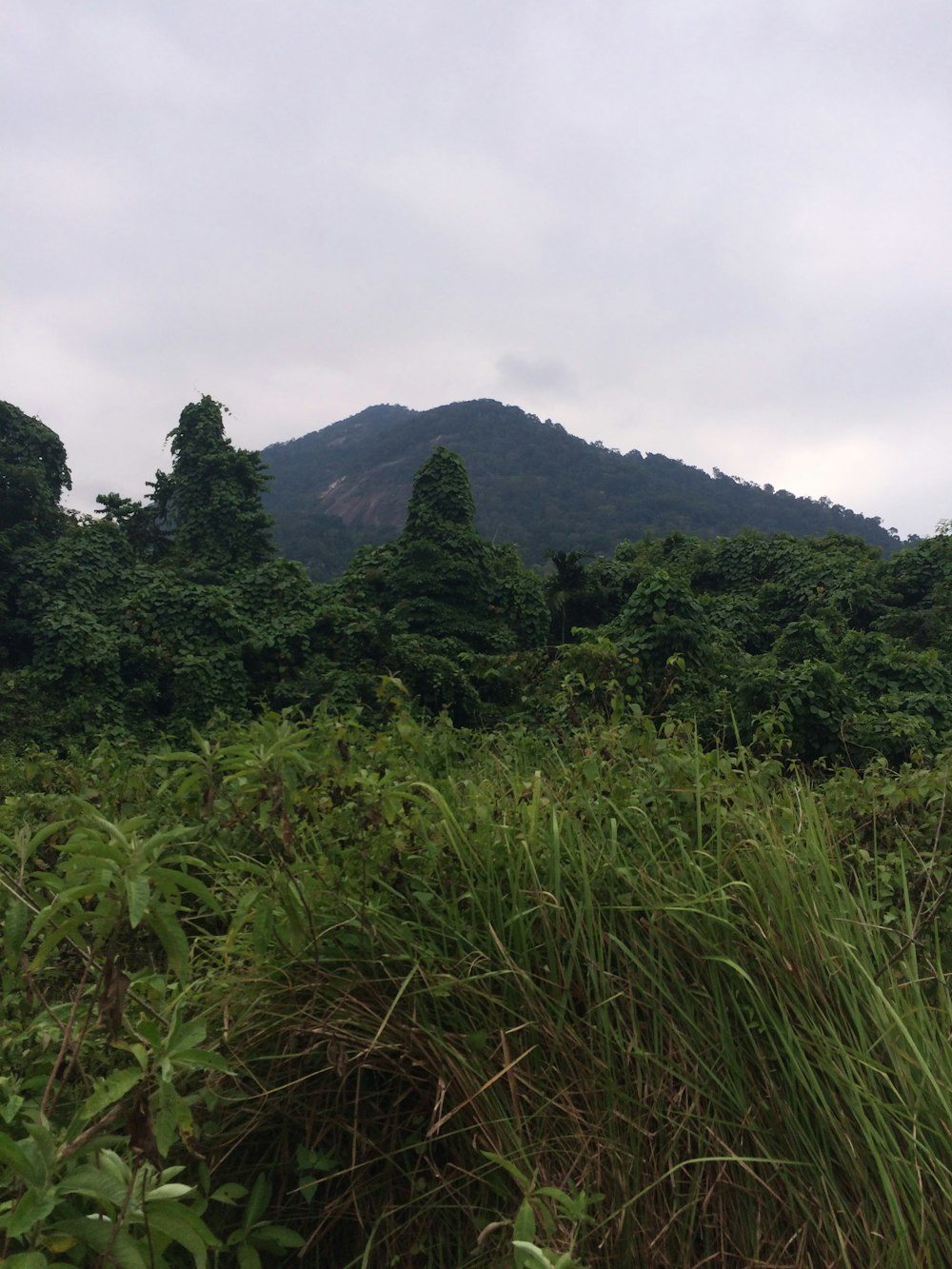 green grass field and green trees under white clouds