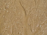 Wet sand with a smooth surface and scattered small stones and shells creating a natural texture.
