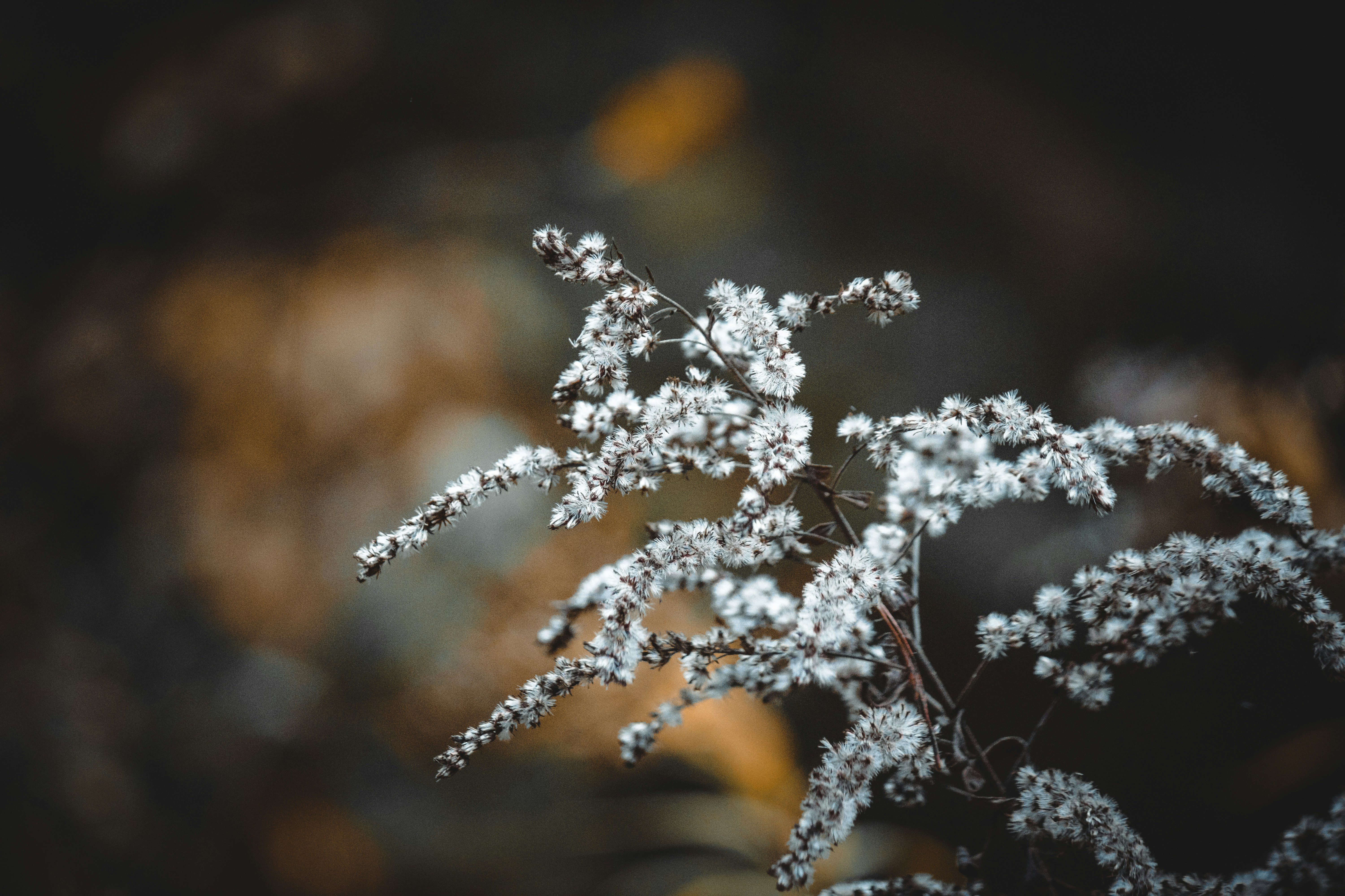 Photo by elisamoldovan