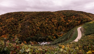 A wide landscape view of a lush valley in autumn, characterized by vibrant patches of orange, yellow, and green leaves covering the expansive hills. A winding path curves through vineyard rows leading towards a small cluster of white buildings nestled in the valley below, creating a serene and picturesque scene.