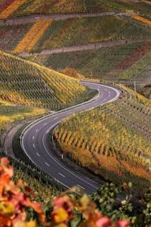 A winding road curves through vibrant autumn vineyards on rolling hills. The landscape is filled with rows of grapevines, displaying a patchwork of autumn colors such as orange, yellow, and green.