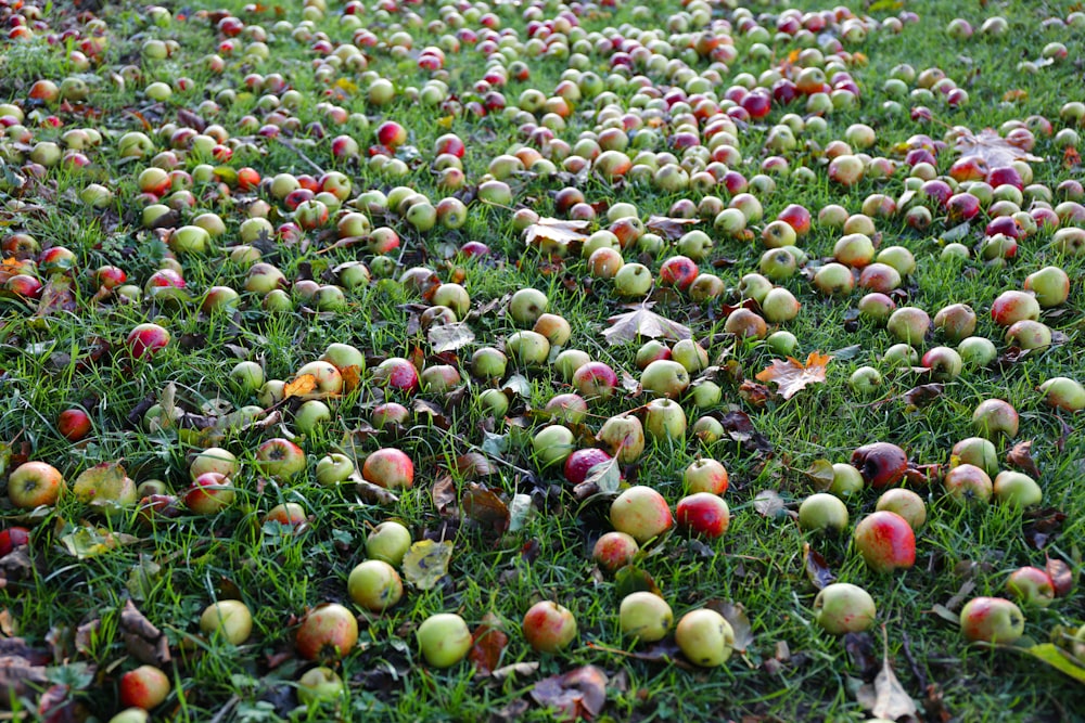 red and green round fruits on green grass during daytime