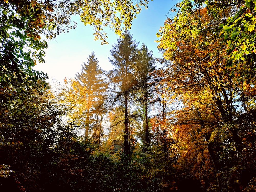 yellow and green trees under blue sky during daytime