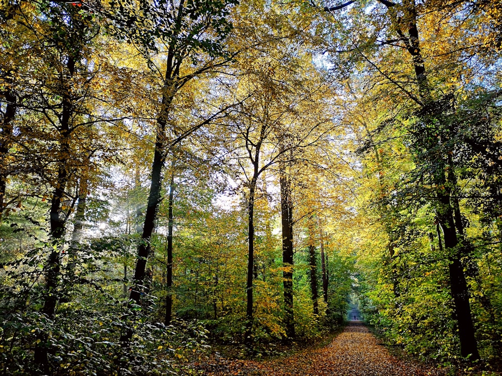 brown pathway between green trees during daytime