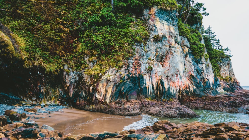 árboles verdes en la costa rocosa marrón durante el día