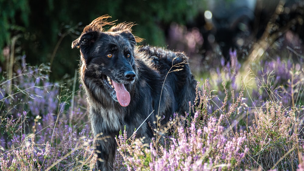 schwarzer und brauner langhaariger Hund tagsüber auf grünem Gras