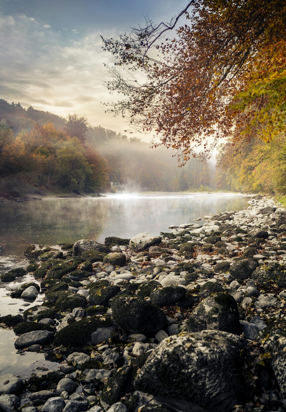 brown trees beside river during daytime