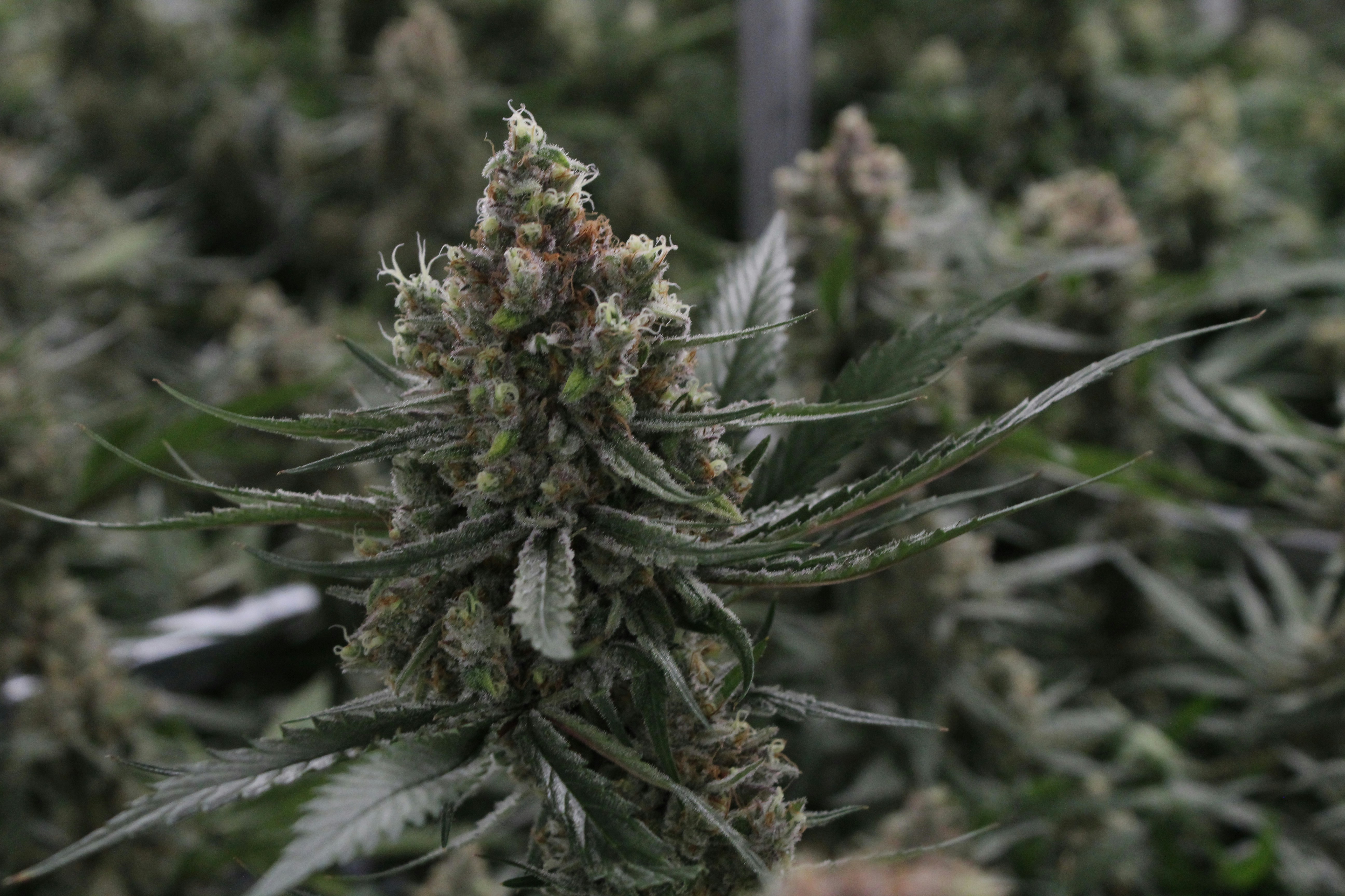 How to Grow Afghan Kush Weed Strain