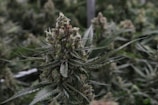 A close-up view of a cannabis plant with dense, resinous buds and serrated leaves. The setting appears to be indoors, with other similar plants visible in the background.