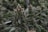 A close-up view of a cannabis plant with dense, resinous buds and serrated leaves. The setting appears to be indoors, with other similar plants visible in the background.