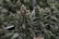 A close-up view of a cannabis plant with dense, resinous buds and serrated leaves. The setting appears to be indoors, with other similar plants visible in the background.