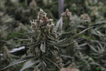A close-up view of a cannabis plant with dense, resinous buds and serrated leaves. The setting appears to be indoors, with other similar plants visible in the background.