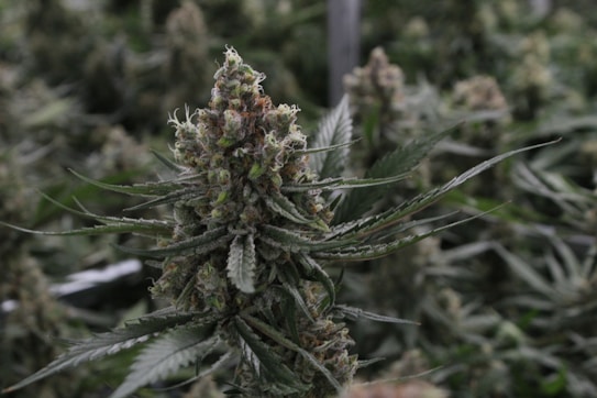 A close-up view of a cannabis plant with dense, resinous buds and serrated leaves. The setting appears to be indoors, with other similar plants visible in the background.