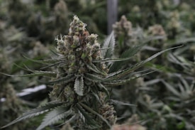 A close-up view of a cannabis plant with dense, resinous buds and serrated leaves. The setting appears to be indoors, with other similar plants visible in the background.