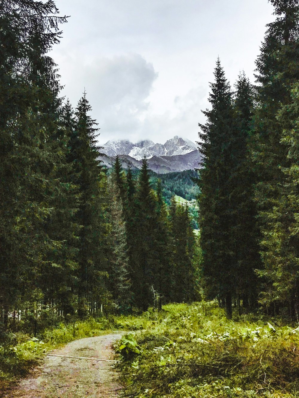 green pine trees near mountain under white clouds during daytime