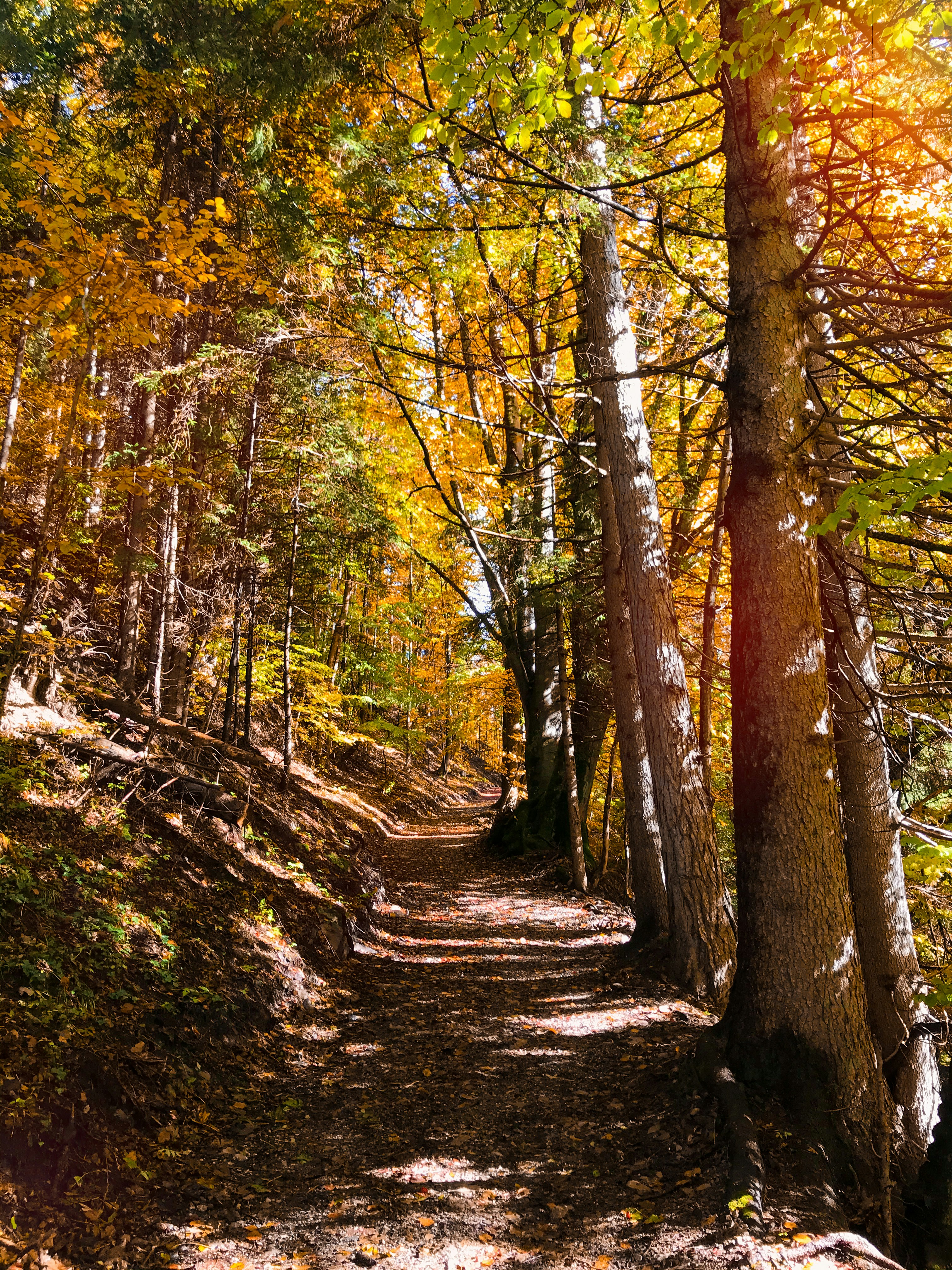 Photo by tyrannosara