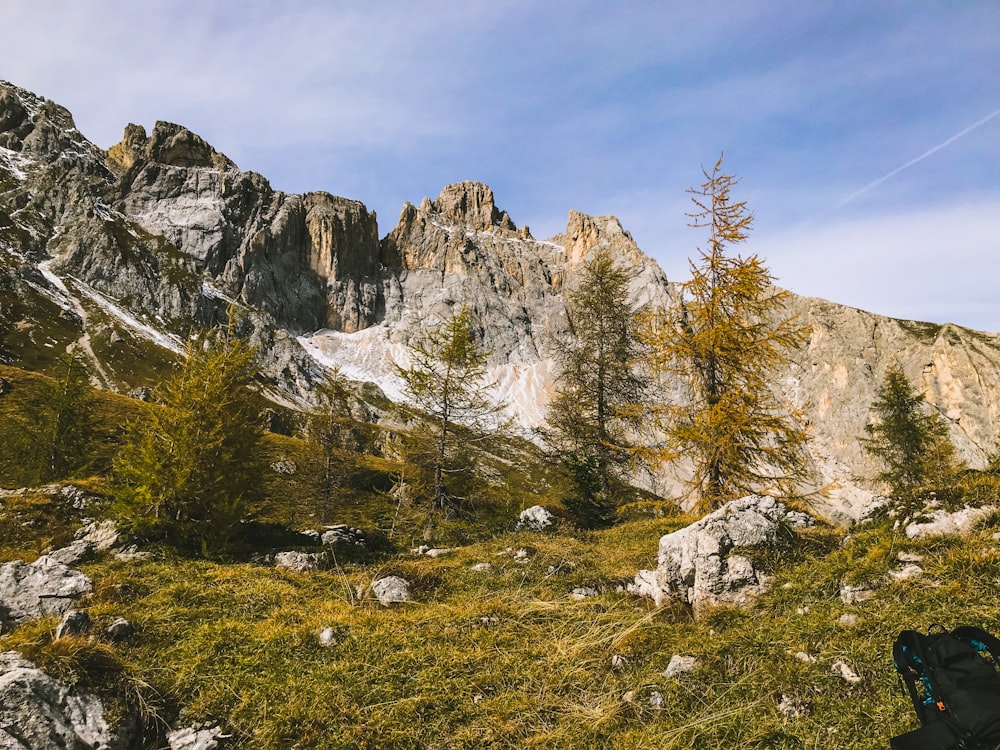 green trees near mountain during daytime