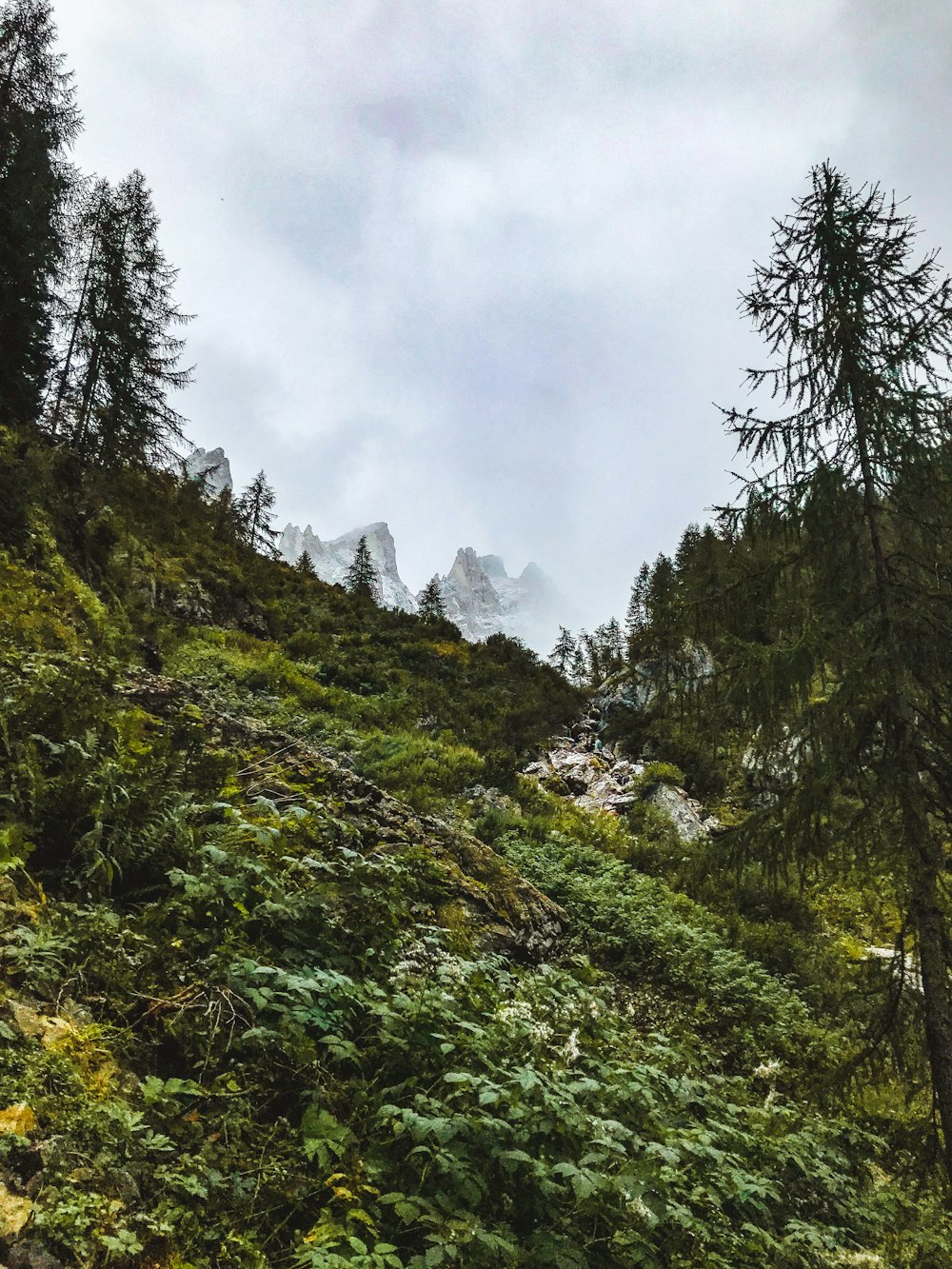 green trees on mountain under cloudy sky during daytime