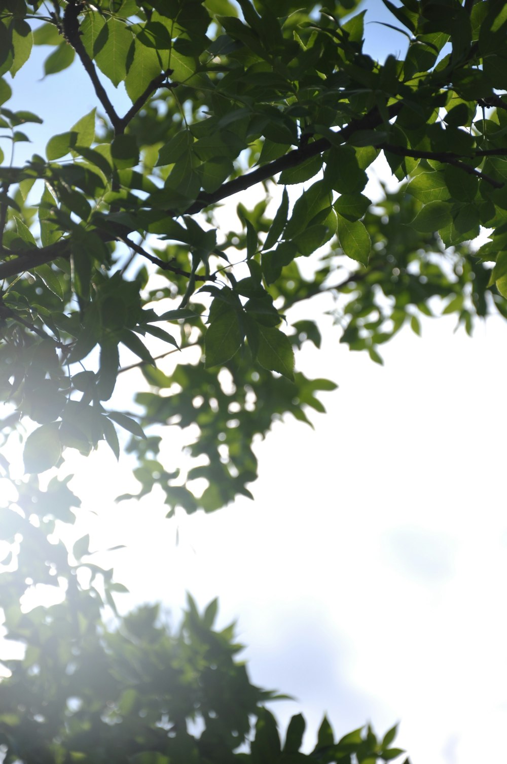 green leaves in tilt shift lens