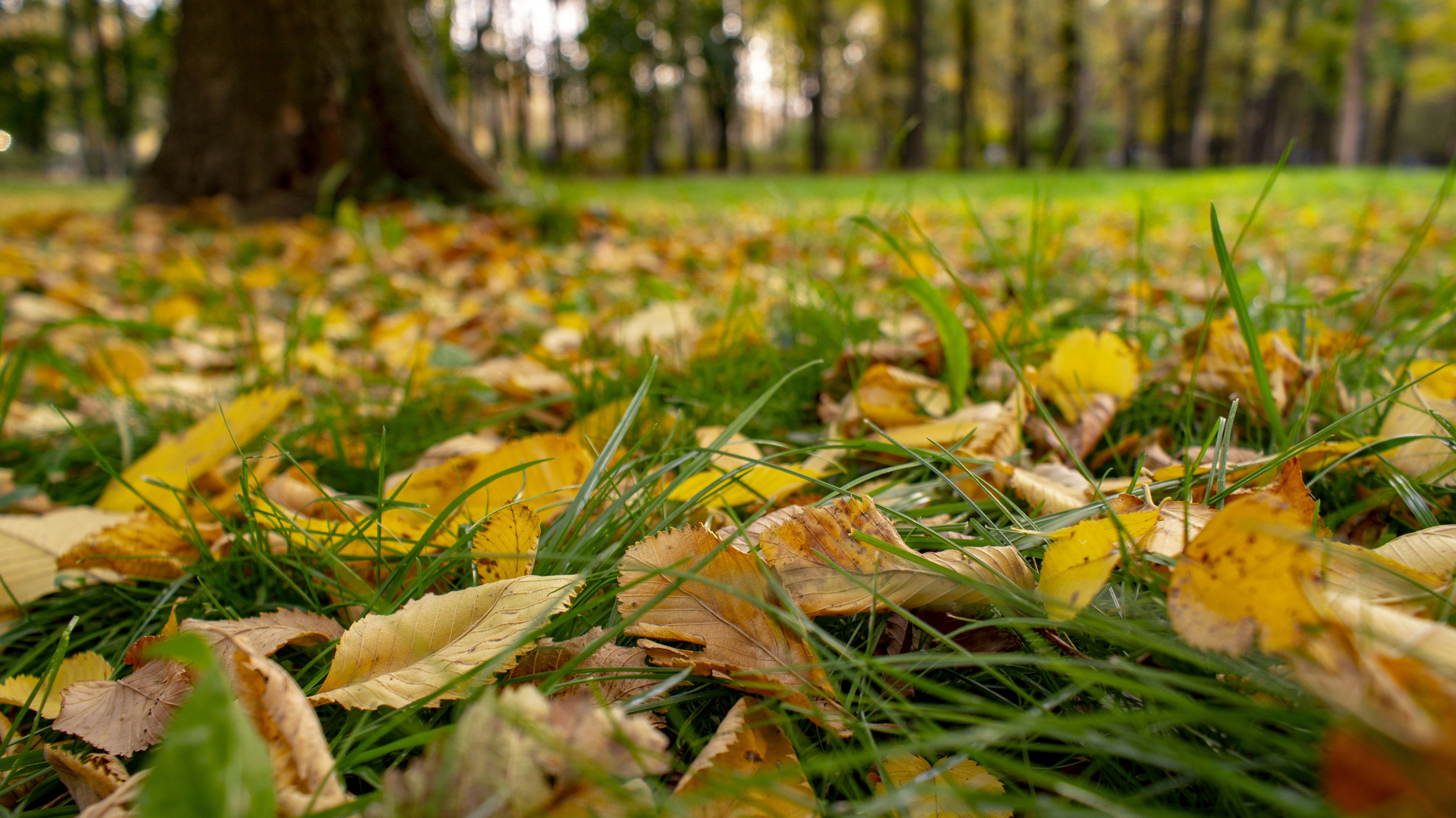 Photo by alex_devera