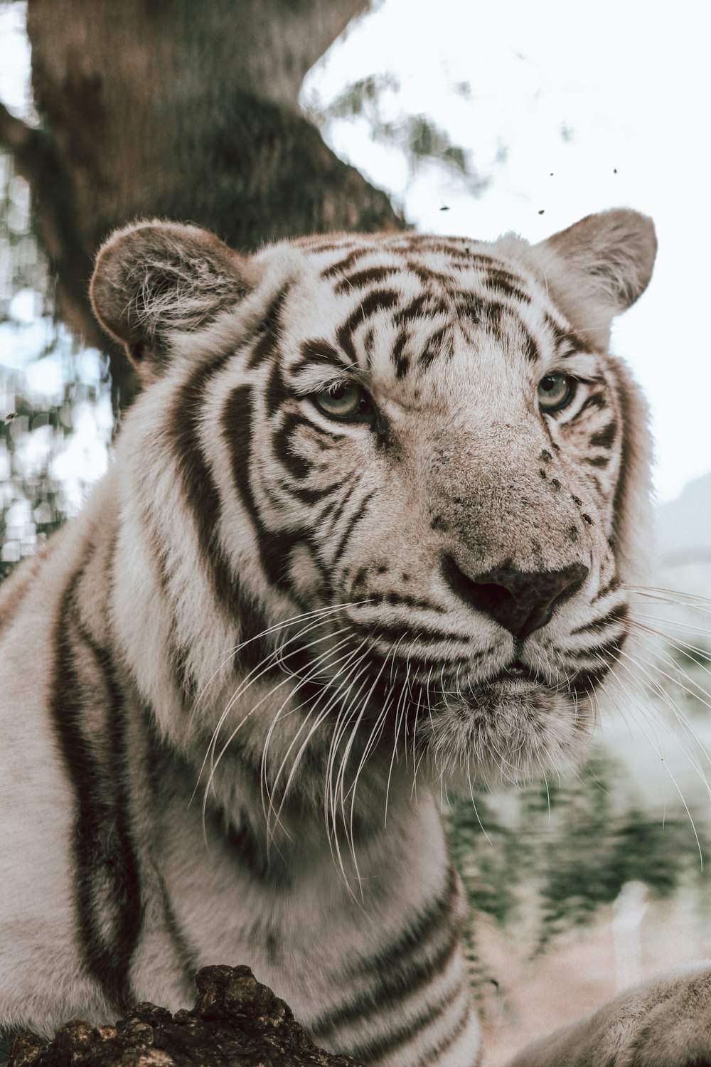 white and black tiger in close up photography