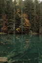 green trees beside body of water during daytime